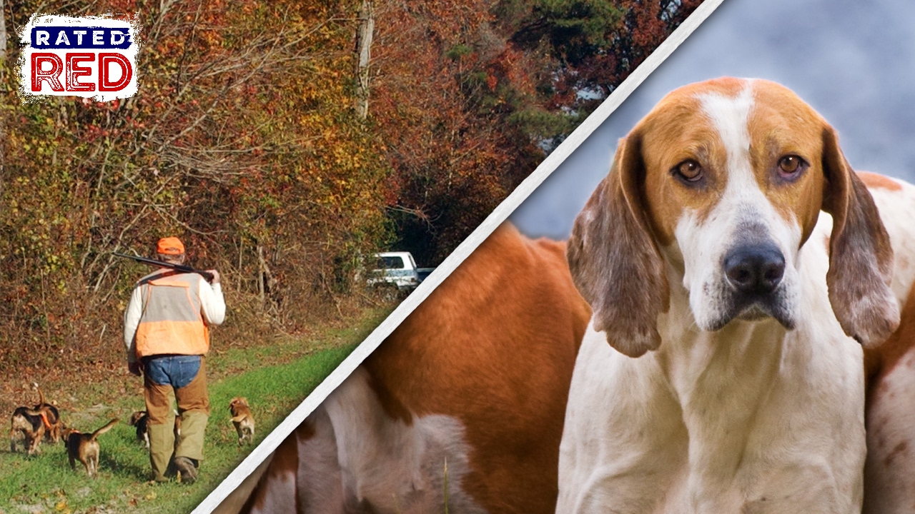 These Hunting Dogs Are Trained to Track Like Pros
