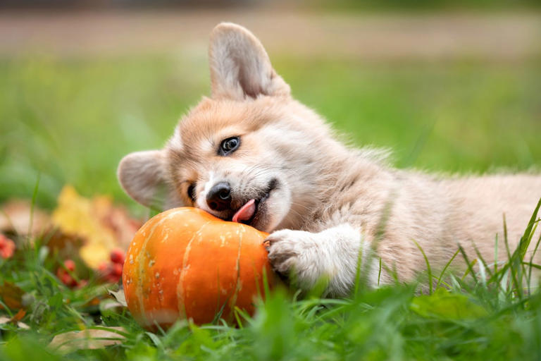 Can Dogs Eat Pumpkin Seeds? Here's What a Veterinarian Says