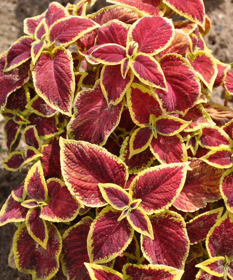 How to cut back coleus for winter to benefit plants growing indoors