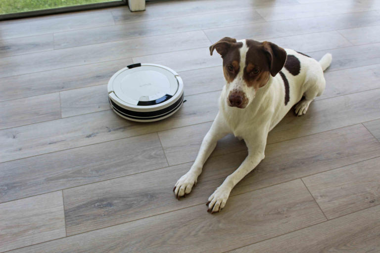 The 11 best vacuums for pet hair of 2026