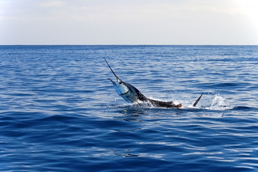 Surfer Dies After Being Struck, Impaled By Swordfish