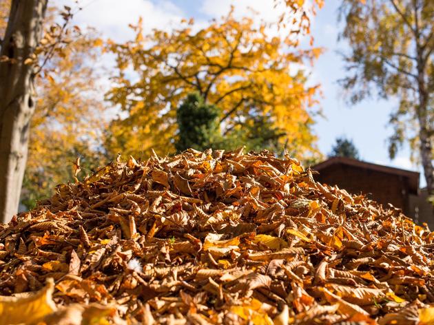 Bis zu 50.000 Euro Strafe Laub im Herbst unbedingt richtig