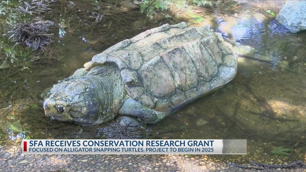 snapping turtle conservation efforts Turtle Island