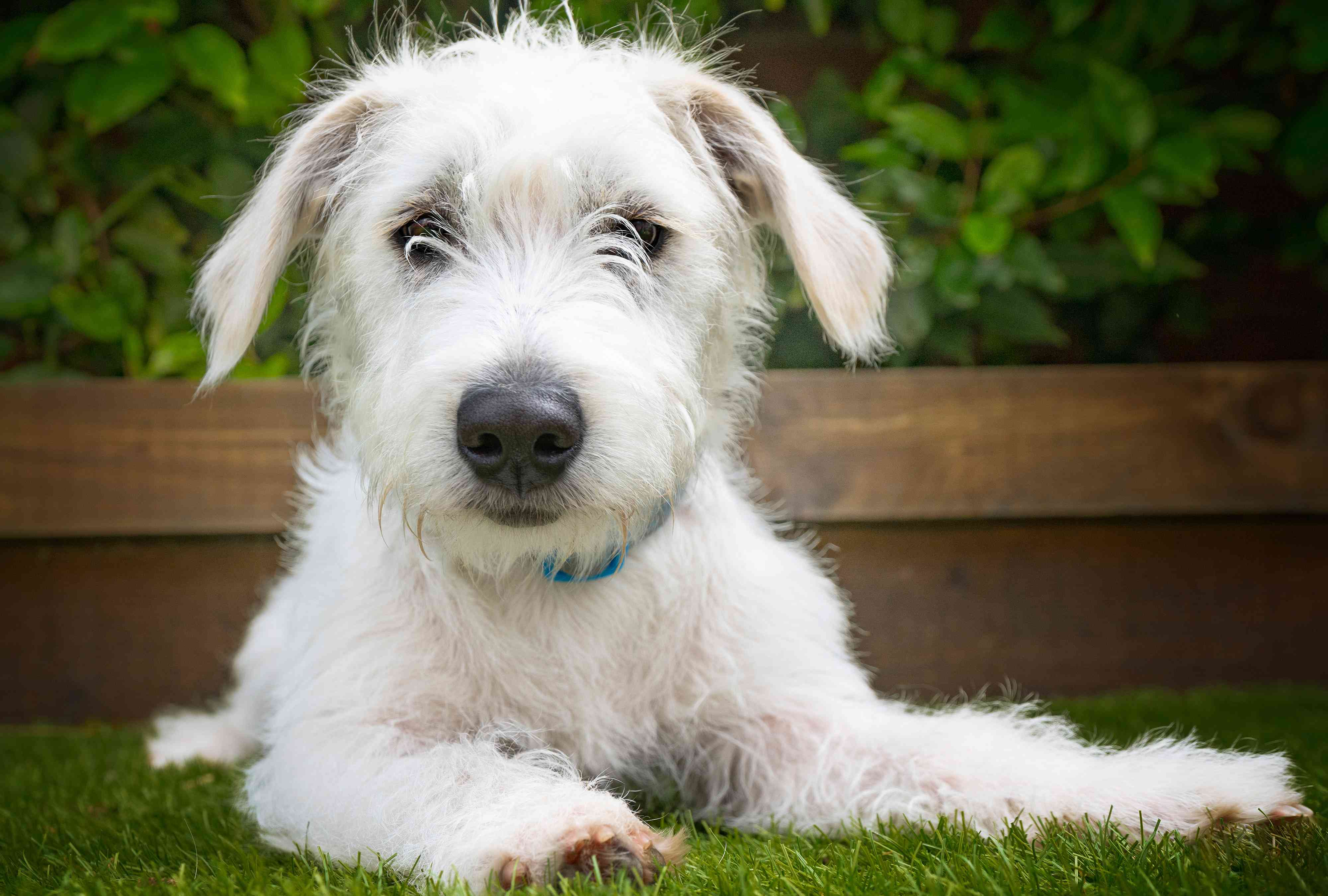 Jack-A-Poo: Dog Breed Characteristics & Care