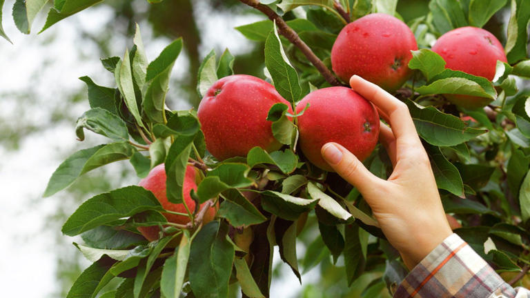 6 Of The Easiest Fruit Trees To Grow For Delicious Homegrown Harvests 