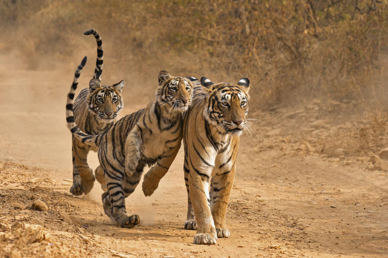 He Dedicated His Life to Protecting India’s Tigers. Then He Was Mauled ...