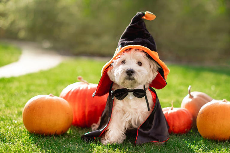 These Halloween Dog Names Are Just as Spooky as They Are Sweet
