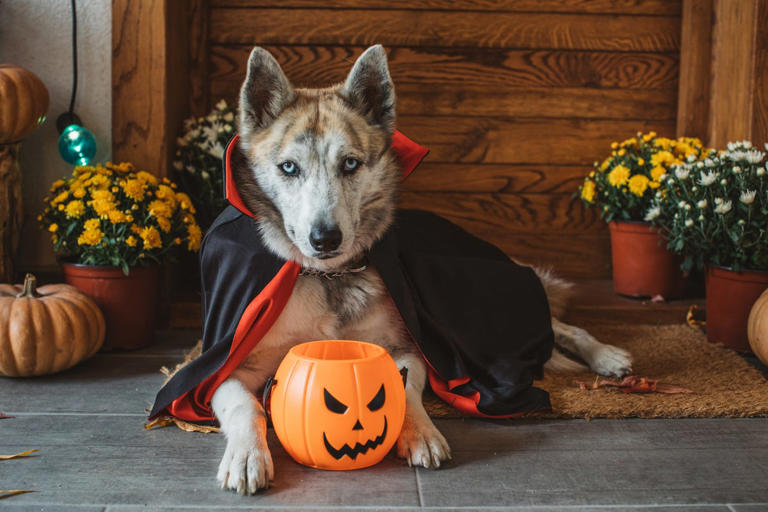 These Halloween Dog Names Are Just as Spooky as They Are Sweet