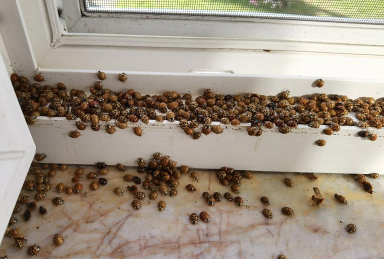 no-those-aren-t-ladybugs-asian-lady-beetles-migrating-into-illinois-homes