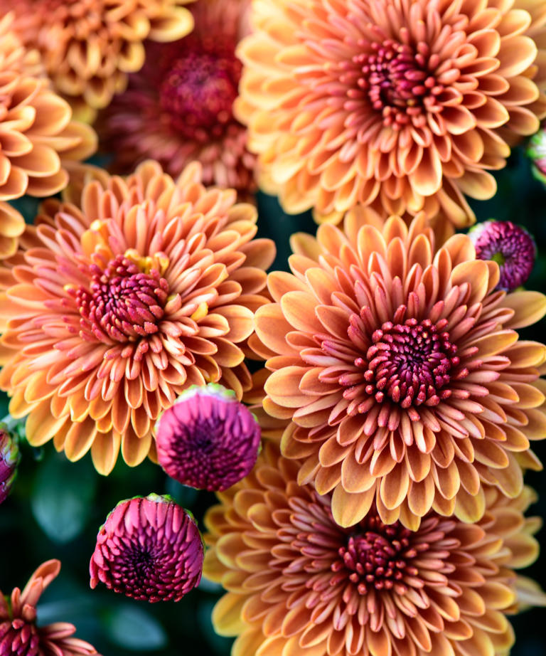 Can mums withstand frost? Expert advice to keep your flowers alive and