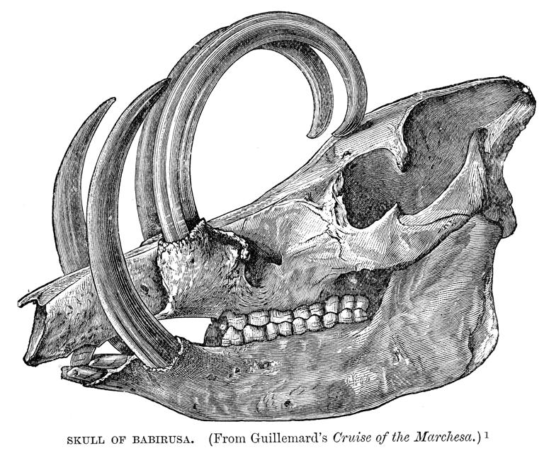 Babirusa: The prehistoric 'deer' pigs with huge antler teeth