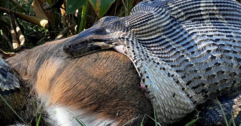 WATCH: Burmese Python Swallows 77-pound Deer, Proving They Can Eat ...