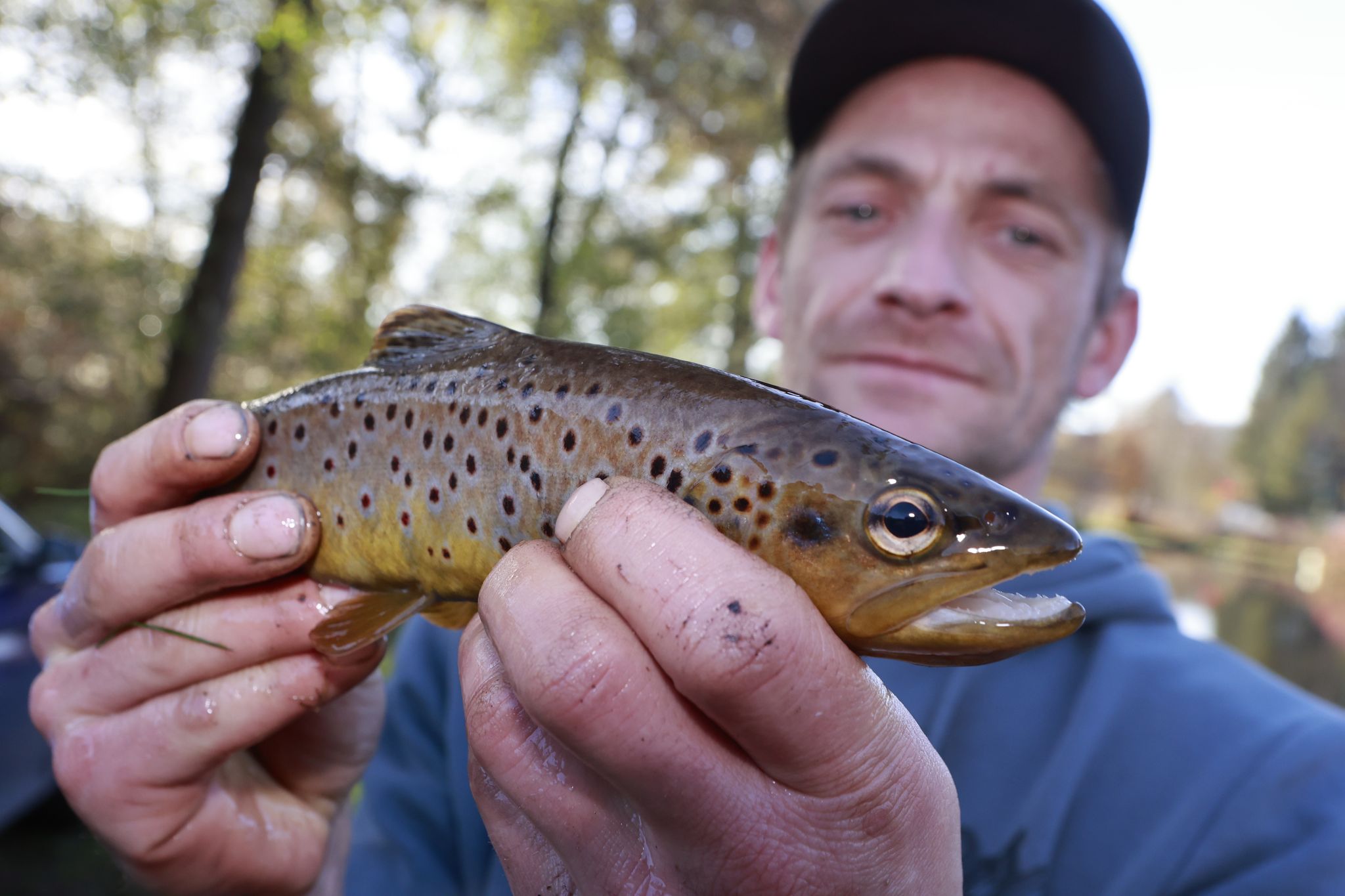 Schutz der Harzer Bachforelle - Laichgewinnung durch Angler