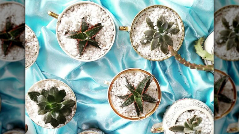 15+ Ways To Repurpose Old Tea Cups Around Your Home