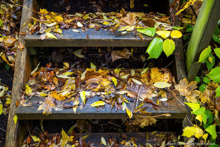 Doe lekker niks in je tuin: Vijf redenen om bladeren te laten liggen