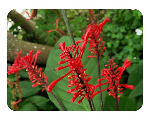 How to grow firebush plants – for a native shrub that hummingbirds adore