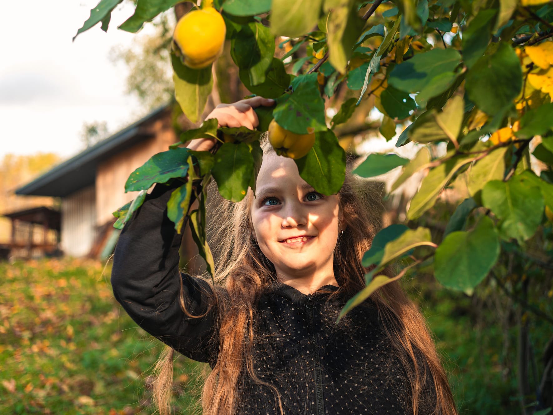 Was unsere Omas noch über Quitten wussten
