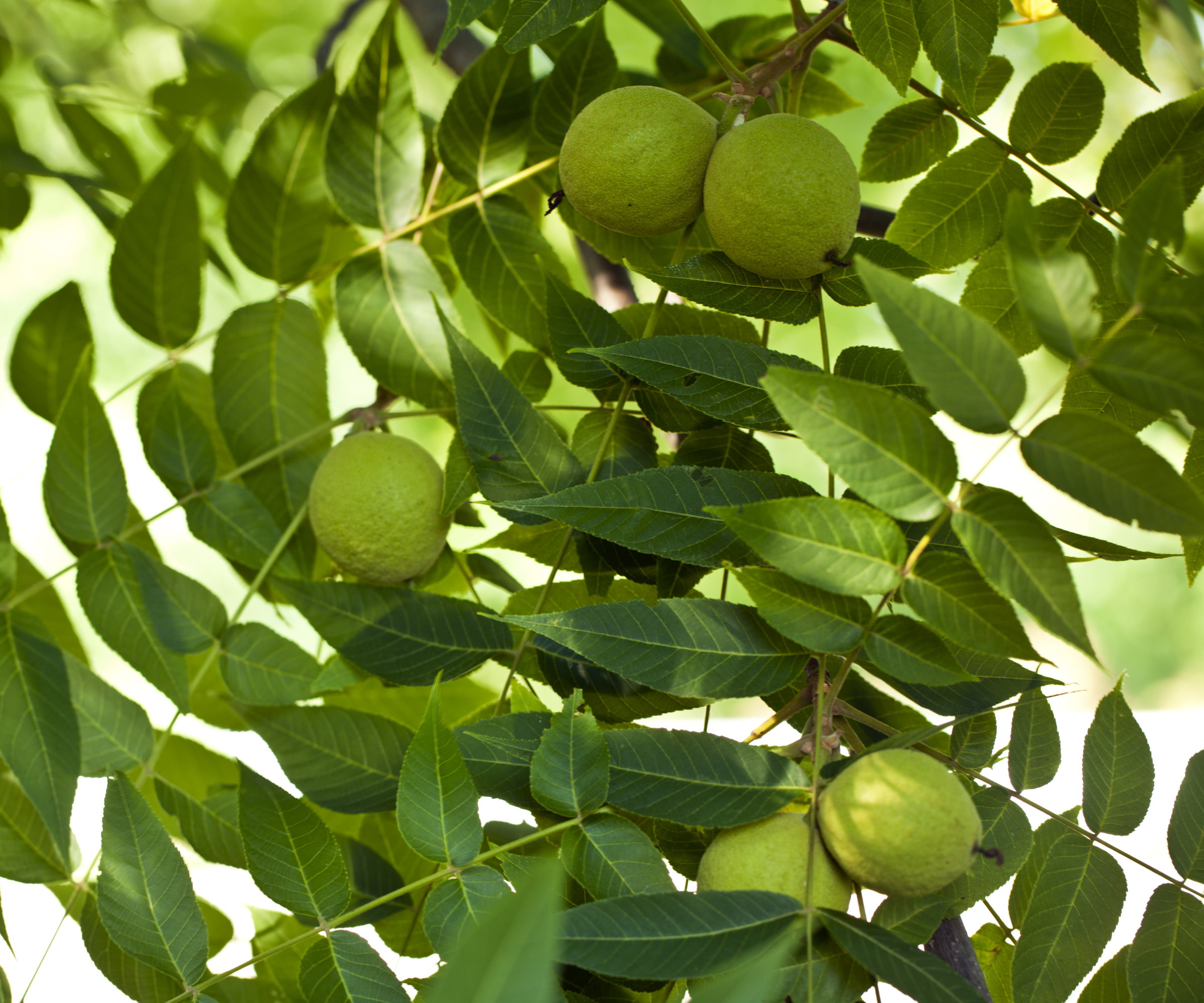 Walnuts on a black walnut tree
