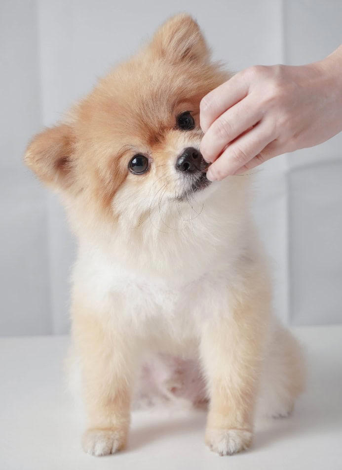 Picture of Ultimate guide: Learn how to safely use Benadryl for dogs