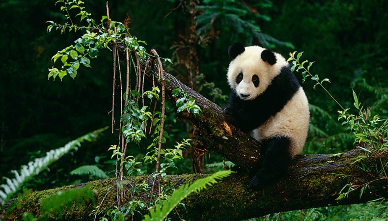 Kleine Pandas braucht die Welt