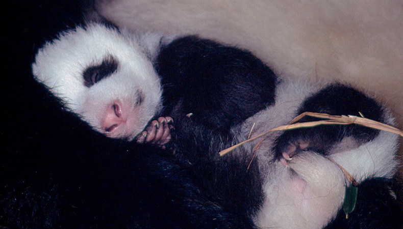 Kleine Pandas braucht die Welt