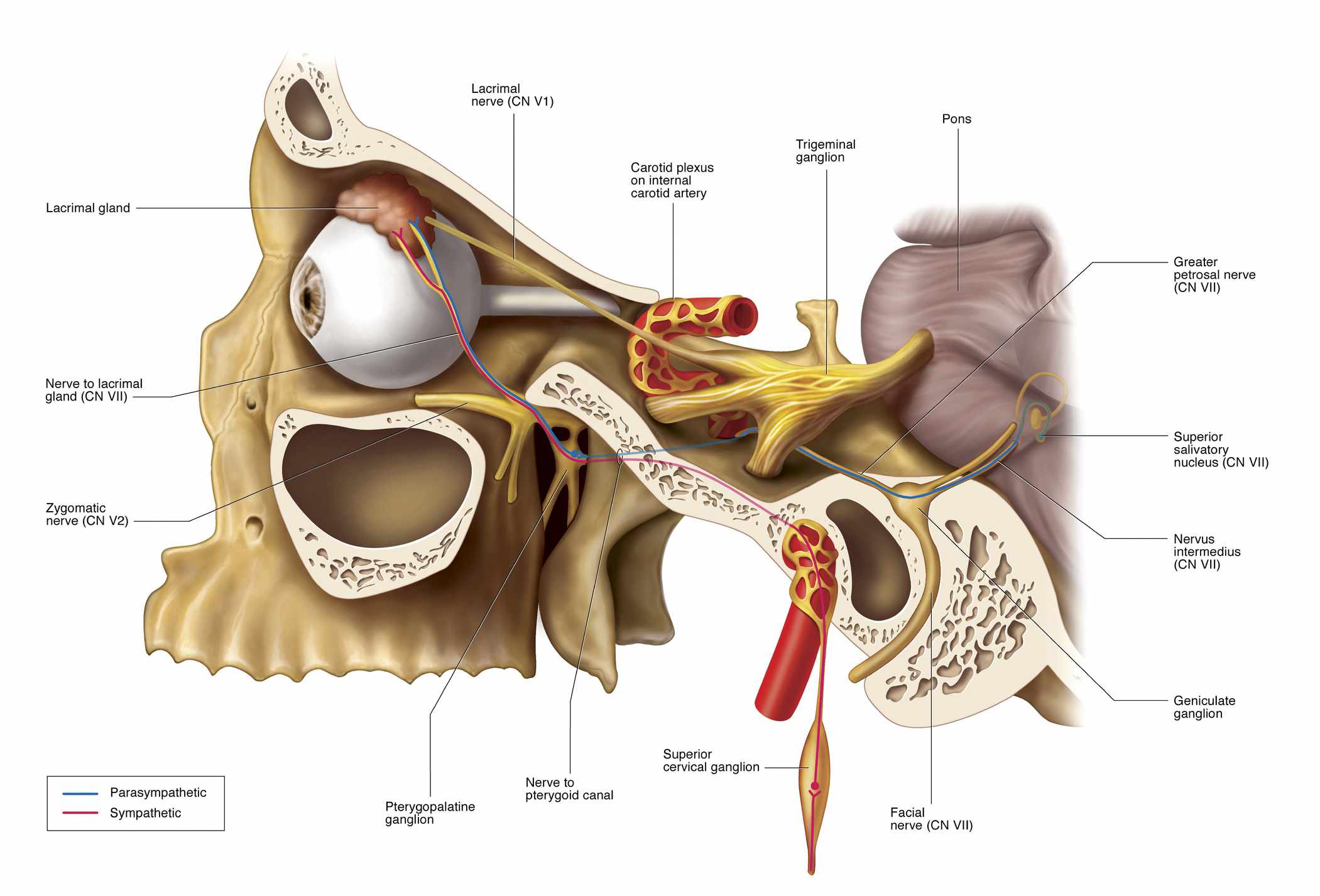 Everything you need to know about the greater petrosal nerve