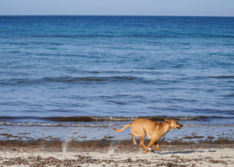 7 best beaches near Port St. Lucie, Jensen Beach include Walton Rocks ...