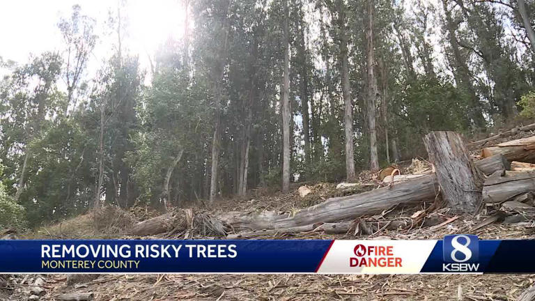 Tree trimming overnight road closures on Highway 101 in Monterey 