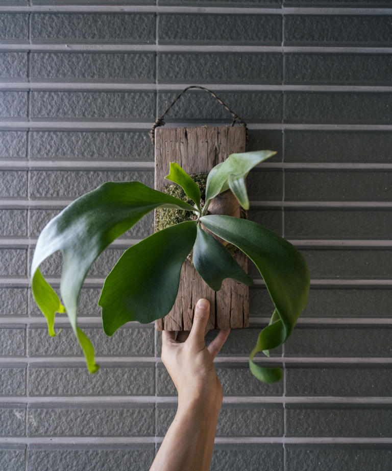 How to propagate staghorn ferns 2 of the easiest ways to grow more of