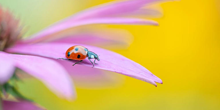 Why are there so many ladybirds and how can you keep them out the house?