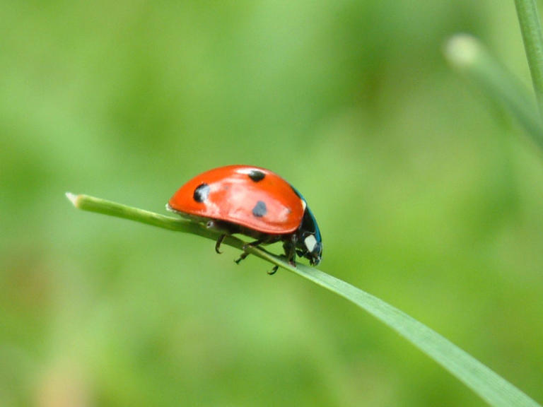 Why are there so many ladybirds and how can you keep them out the house?