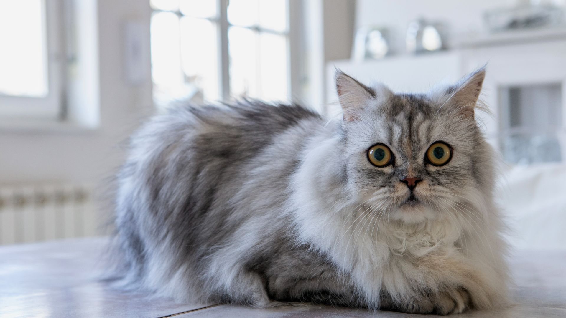 32 High-maintenance Cat Breeds