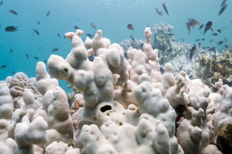 Exclusive-Global Coral Bleaching Event Expands, Now The Largest On Record