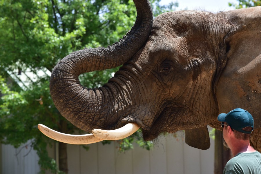 Maryland Zoo’s Oldest African Elephant Passes Away