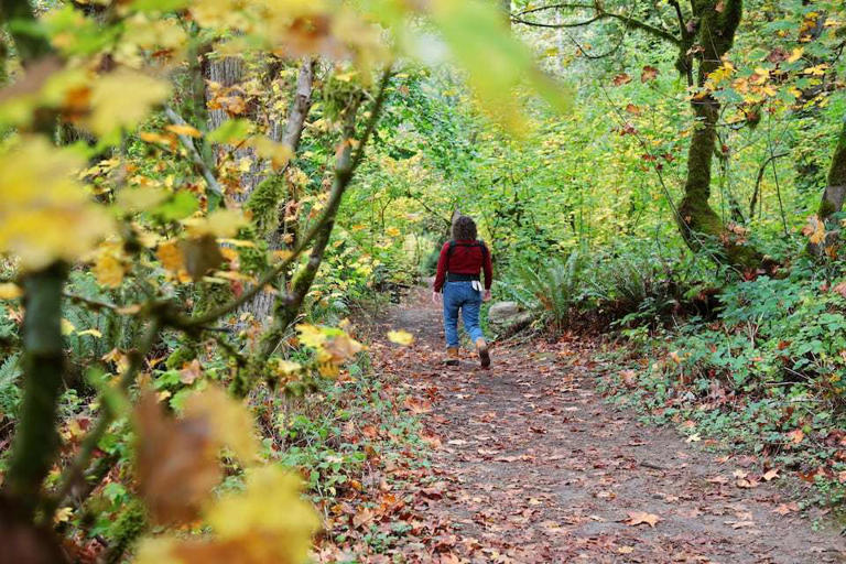 Fall color arrives in Portland forests, with peak foliage to come