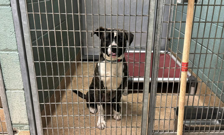 Montgomery County shelter struggles to find homes for large dogs amidst ...