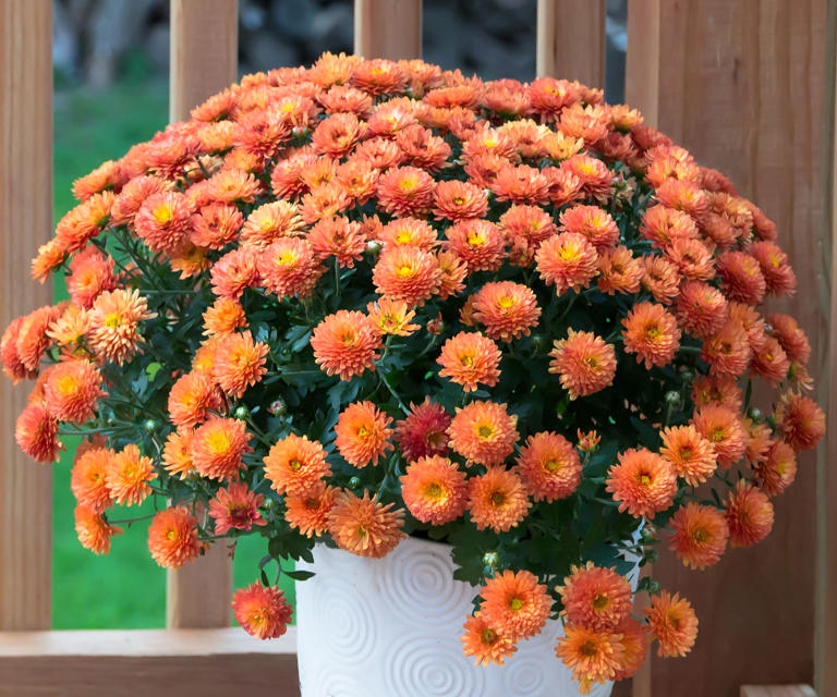 How Long Do Mums Last? Plus, How To Make Chrysanthemum Flowers Last Longer