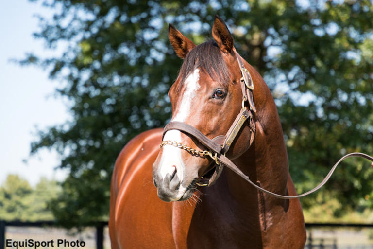 Oscar Performance Leads Mill Ridge Farm's 2026 Stallion Roster At $60,000