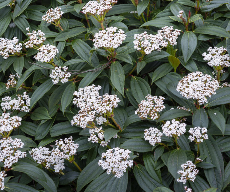 What to do with viburnums in the fall expert tips for healthy shrubs