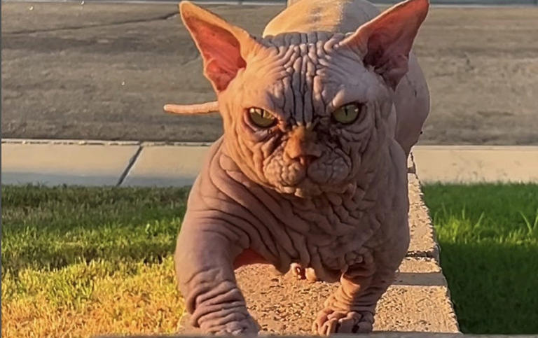 Experts warn that the 'bully cat' is likely to die six years earlier than the average cat - Instagram