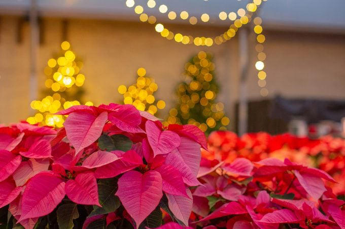 11 Fascinating Poinsettia Facts You Should Know