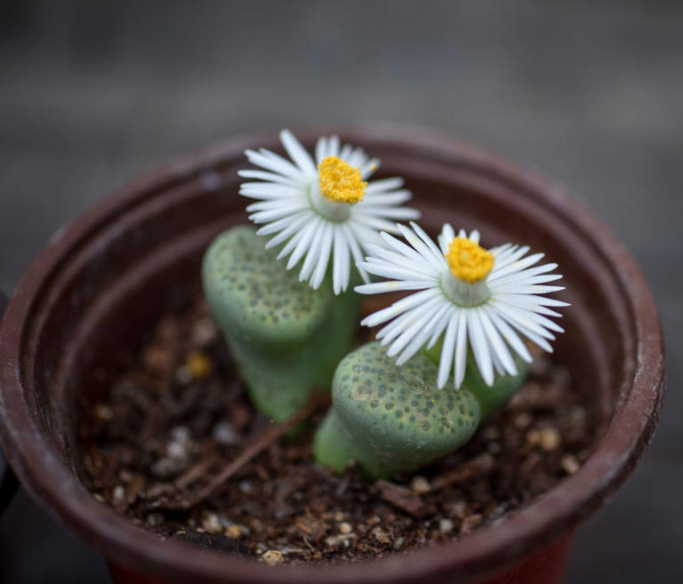 How to Grow Lithops, AKA The Living Stone Plant