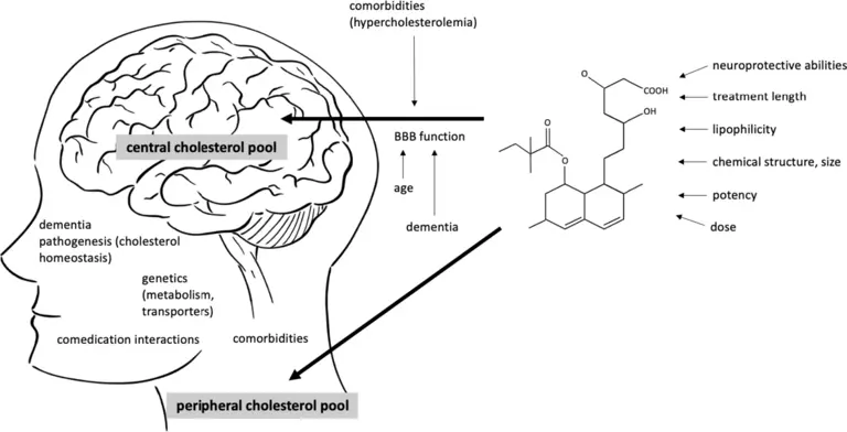 Interaction between the patient’s and medication’s characteristics potentially influence the cognitive effects of statins. Two separate cholesterol pools in the body are thought to be connected to the risk of Alzheimer’s disease (AD), central and peripheral. (CREDIT: Alzheimer Research and Therapy)