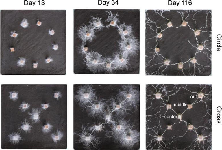Fungal-Mycelial-Networks-Connecting-Wood-Blocks.jpg