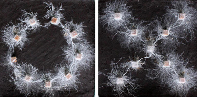 Fungi-Recognize-Shapes.jpg