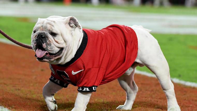 Where is Uga? Explaining the Georgia mascot's absence from Texas game ...