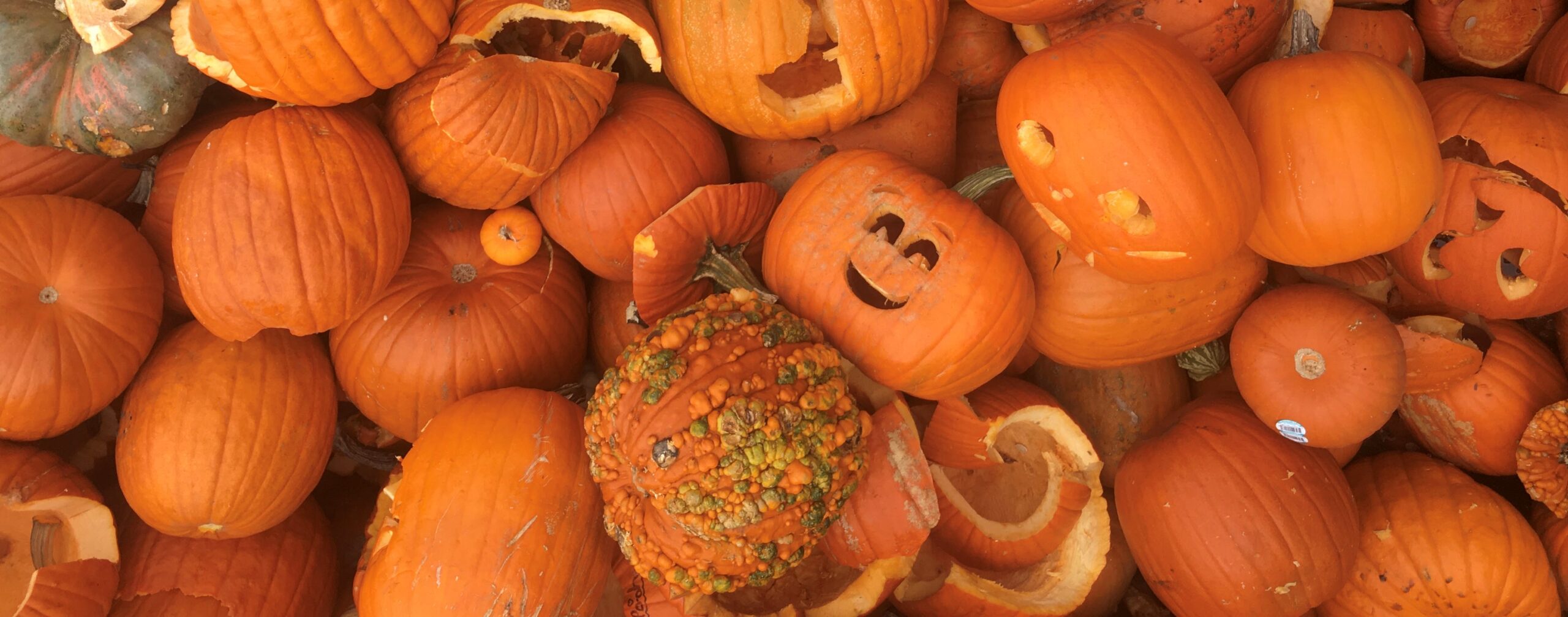 Pumpkin composting events in Minnesota