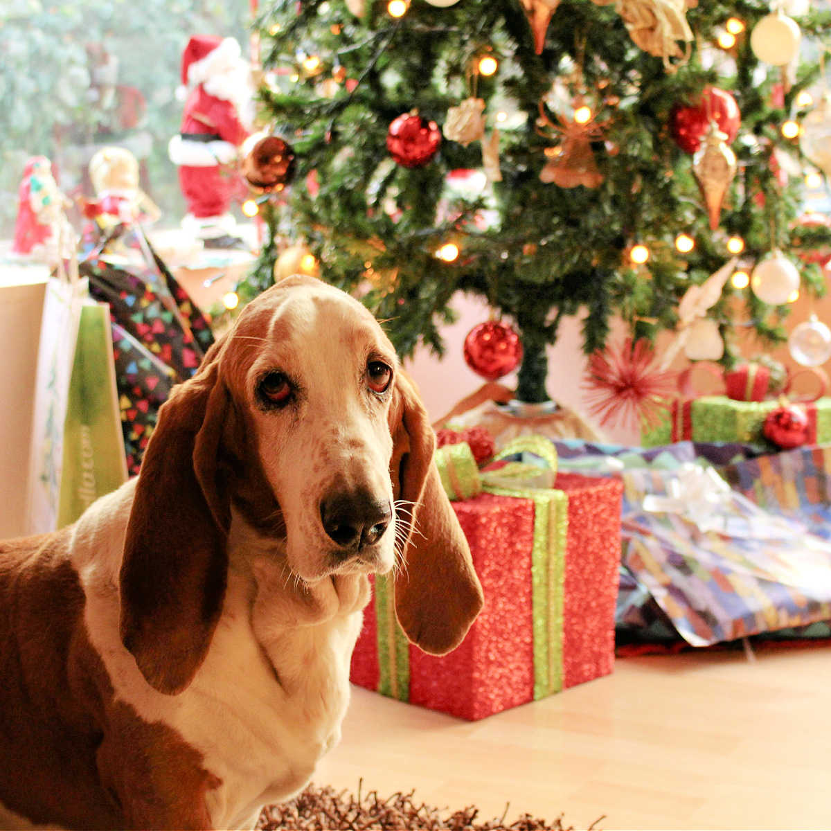 2024 Holiday Gift Guide for Pet Lovers