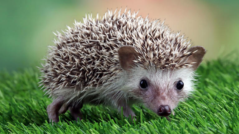 Why Do Hedgehogs Curl Up?