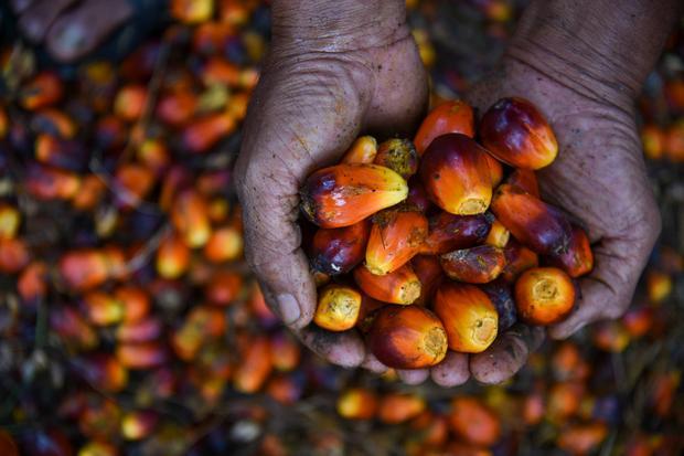 EUDR Mulai Berlaku, Ekspor CPO ke Eropa Terancam Turun 20%